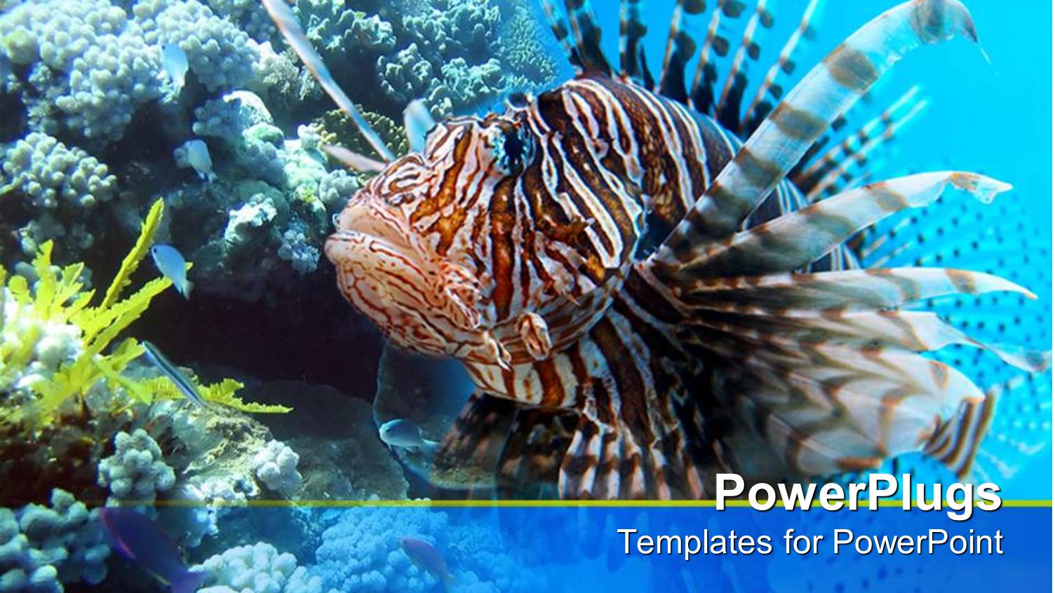 a Depiction of Sea Life with Beautiful Fish and Sea Plants