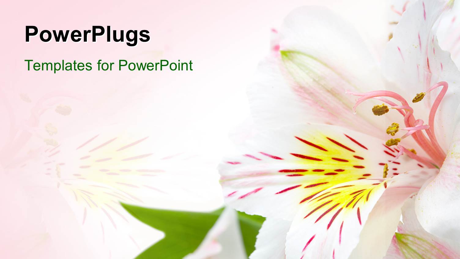 a Beautiful Flower with Pinkish Background