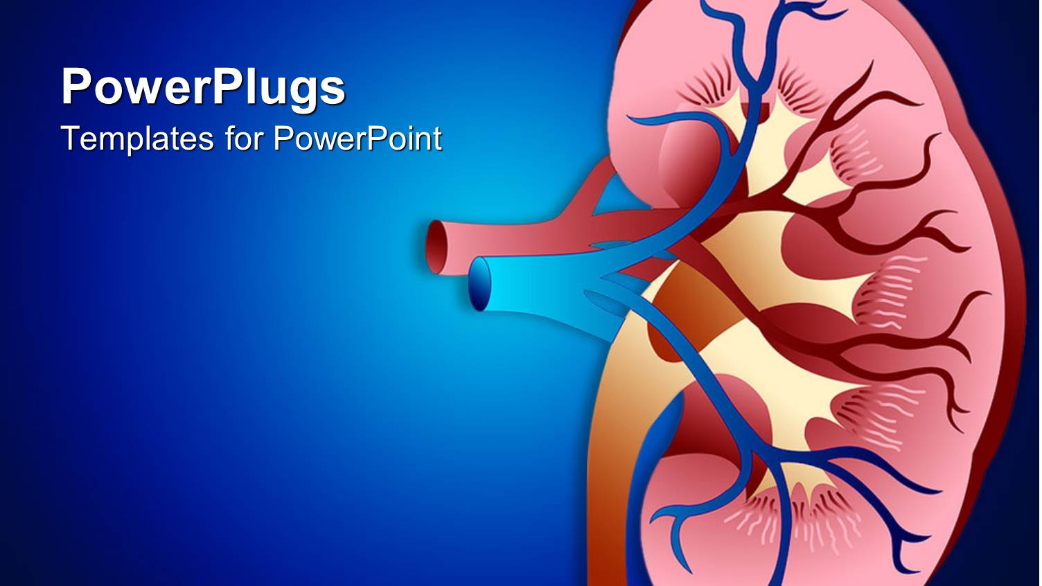 Design of Sectioned Kidney with Veins on Dark Blue Background