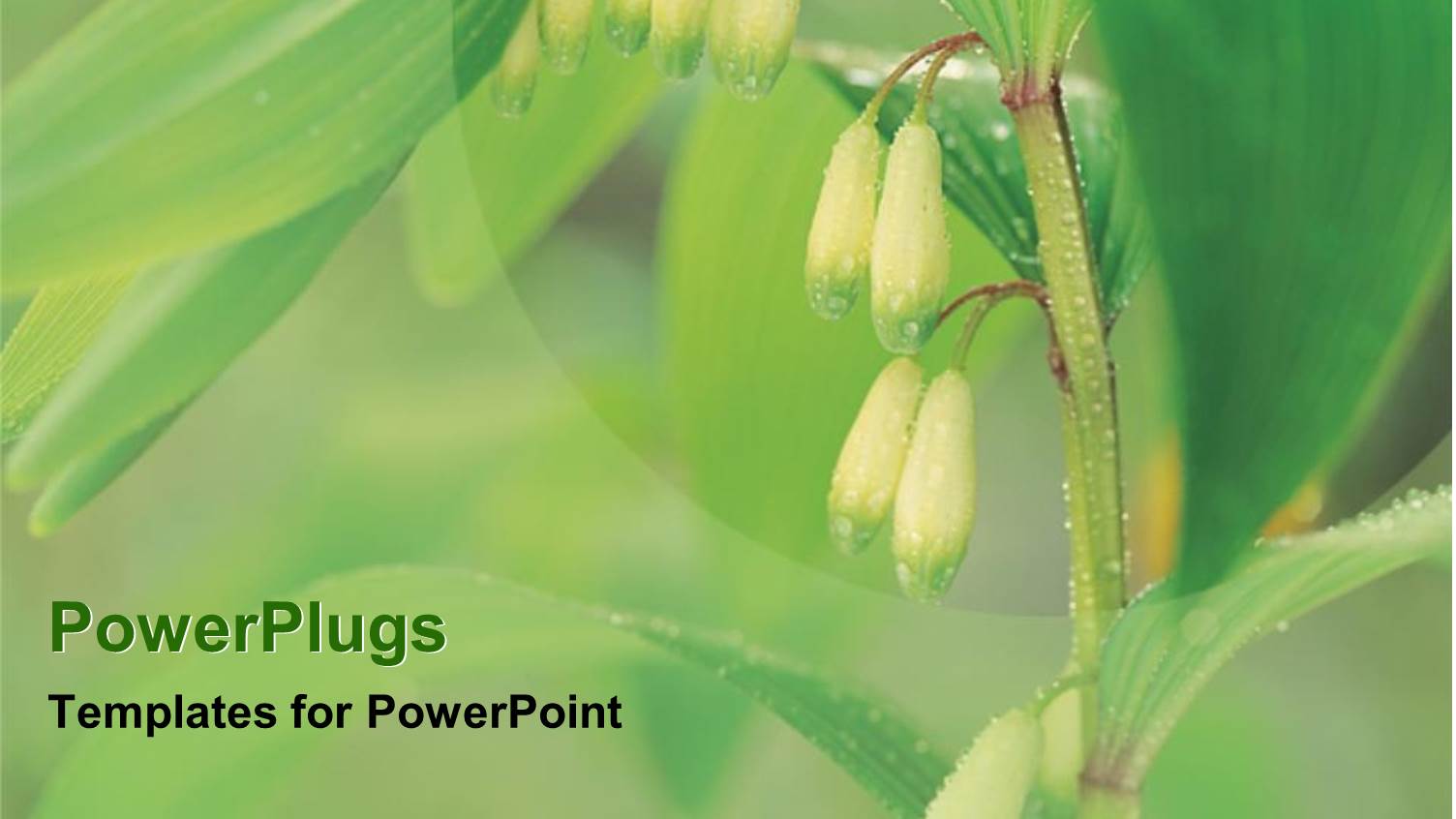 Detailed Close Up of Dew Covered Flowers just Before Bloom