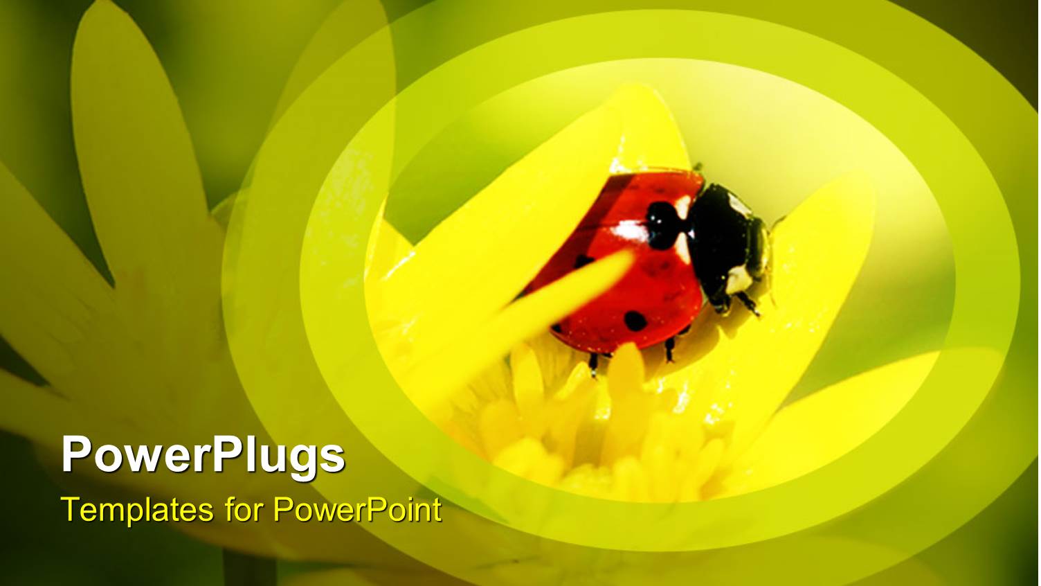 Detailed Close Up of Red Ladybug on Yellow Flower Petals