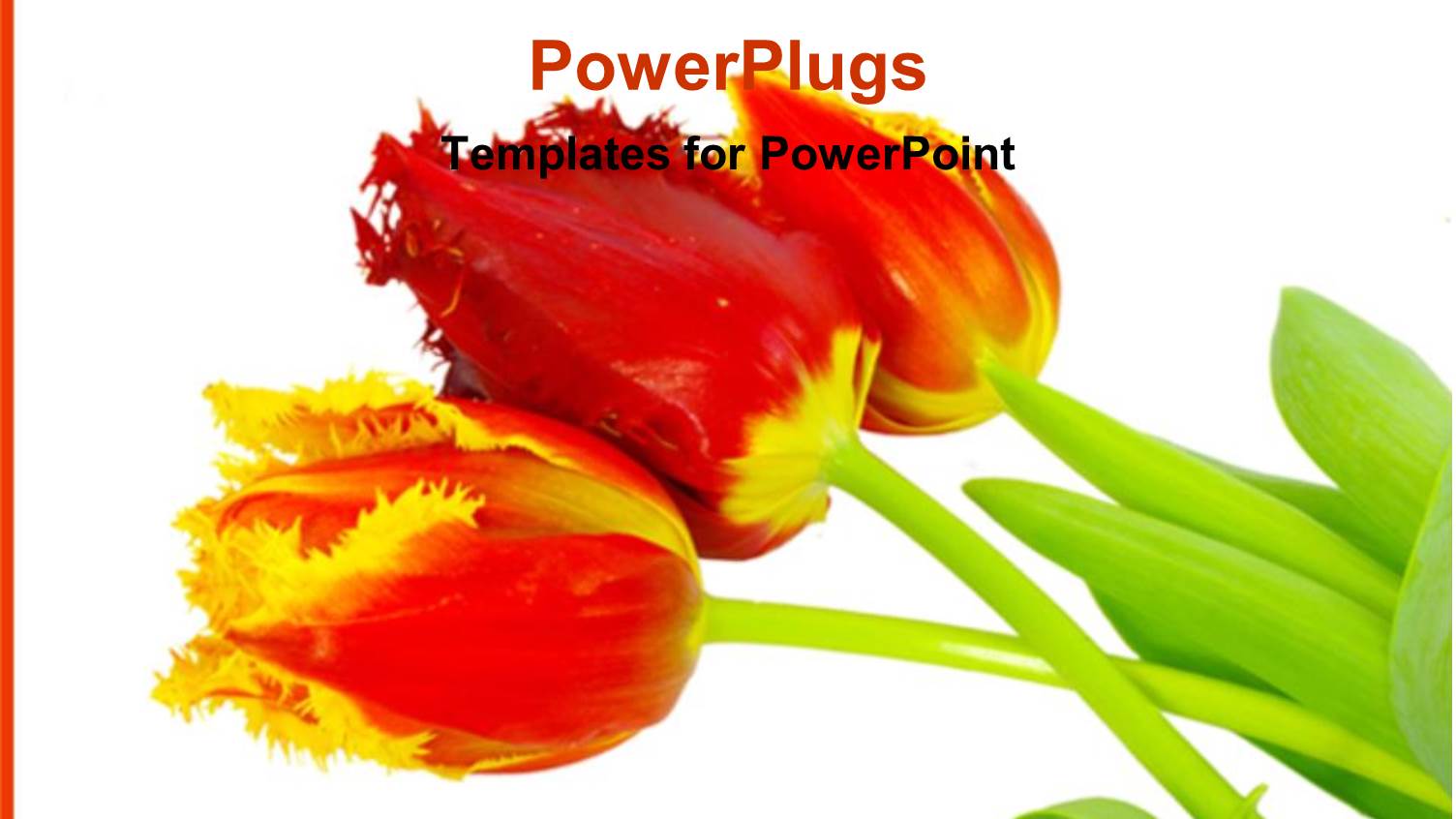 Detailed Close Up of Red and Yellow Tulips on Plain White Background