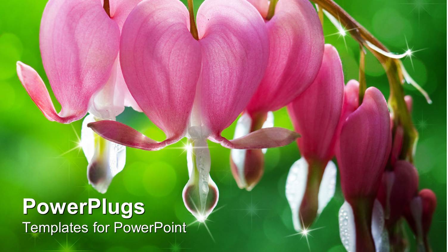 Dew Drops Falling from Bleeding Heart Flowers