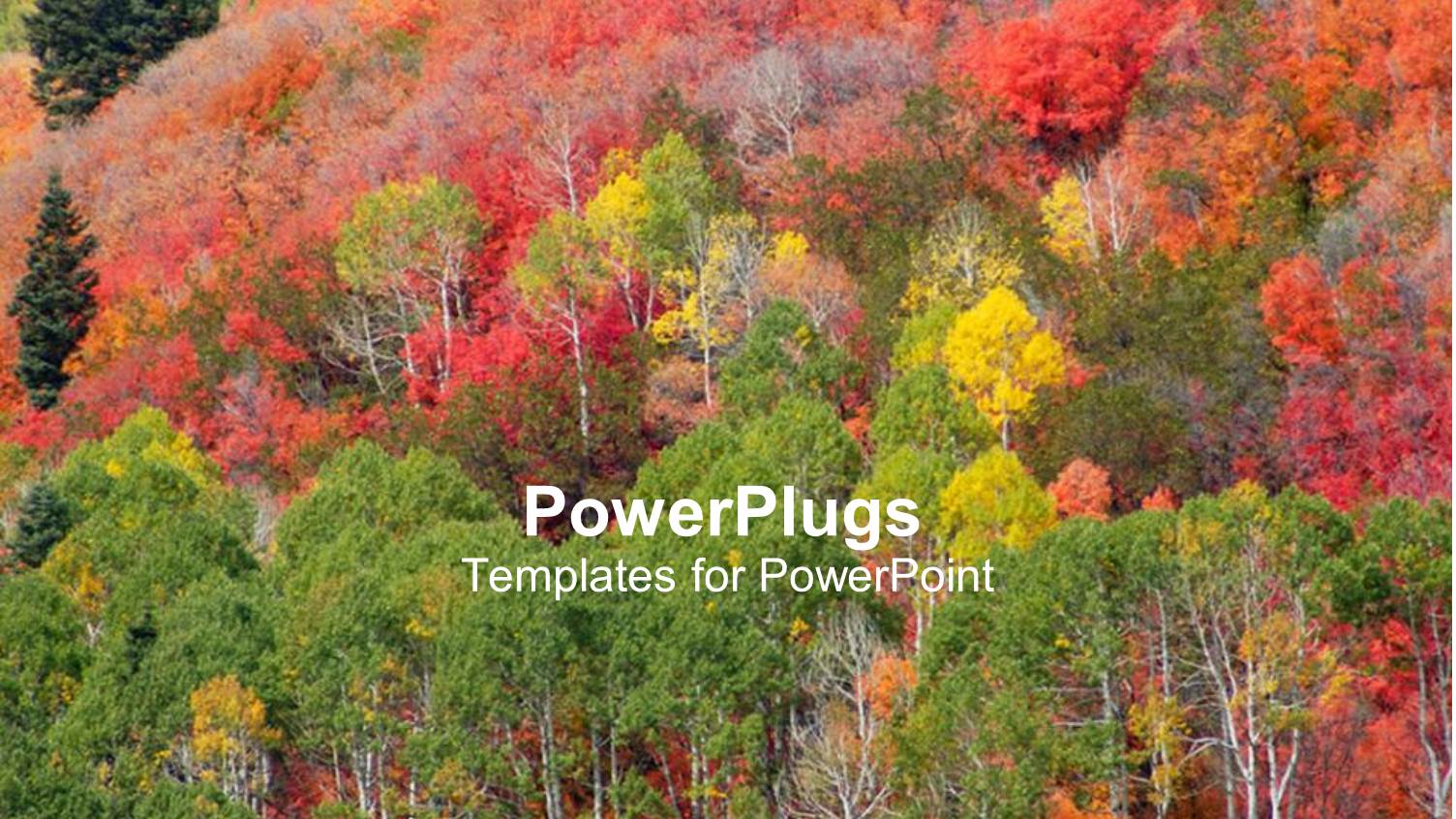 Different Multi Colored Trees Growing on a Hilly Landscape