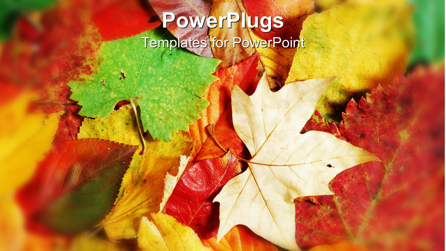 Different Shapes of Fallen Leaves Piled Up on Each other