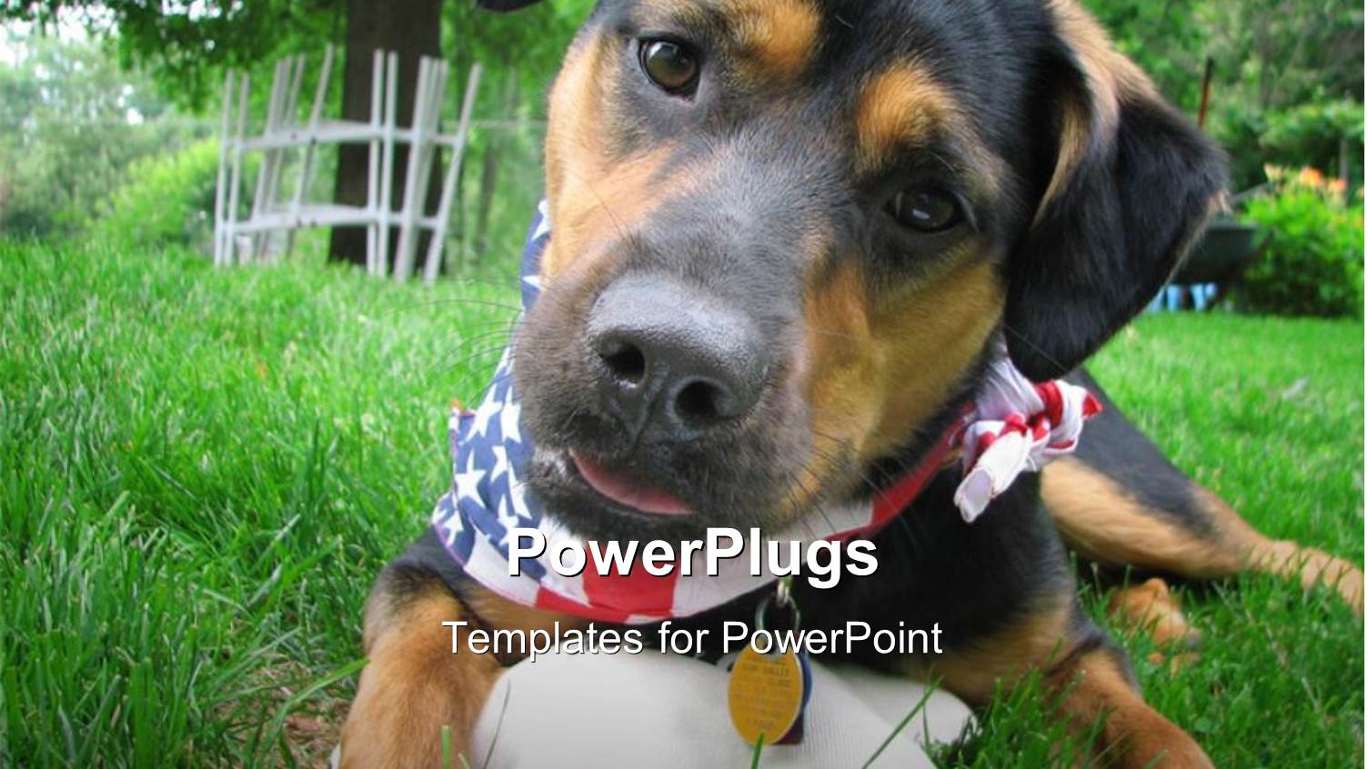 a Dog in a Park with Greenery in Background