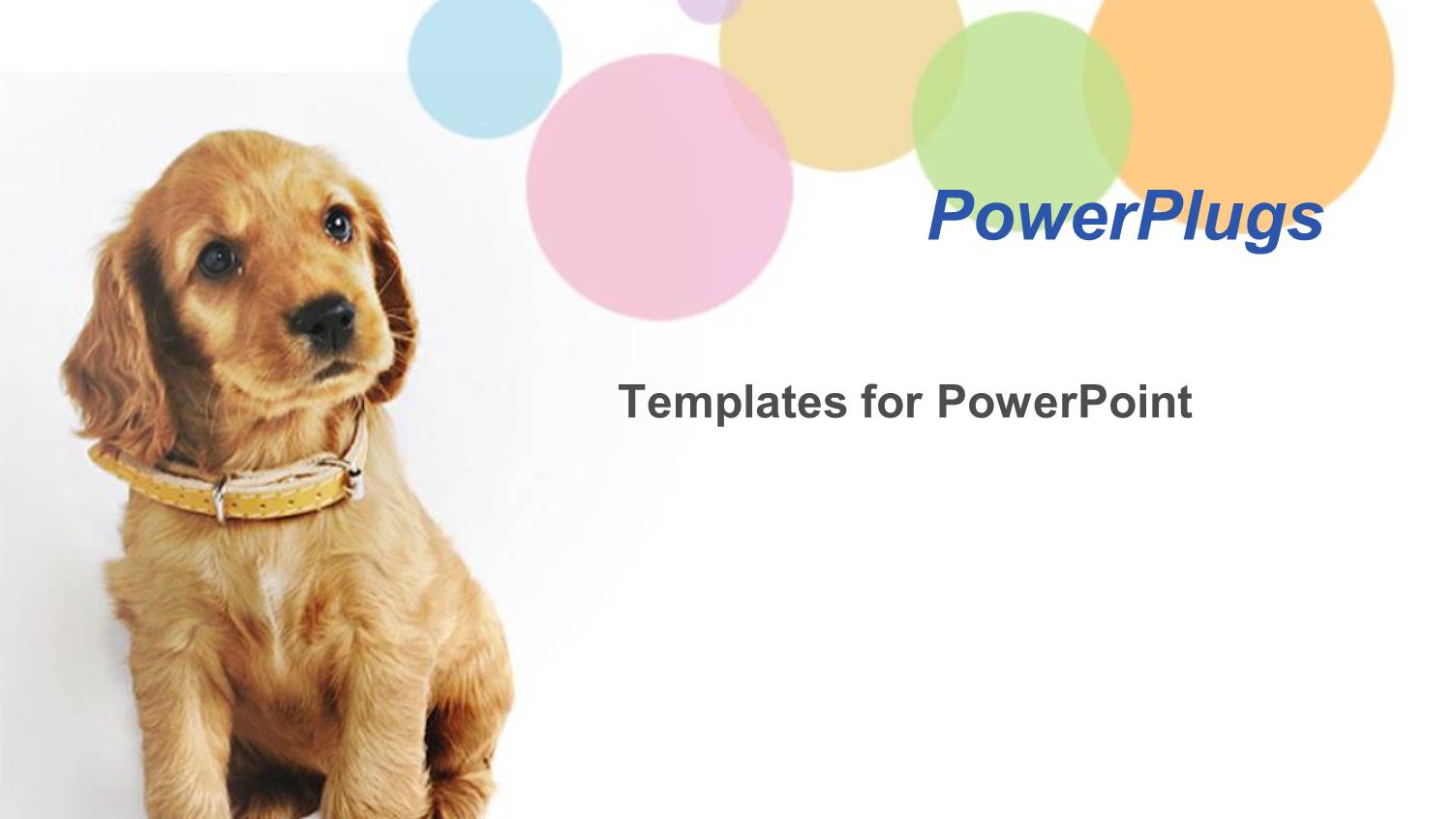 a Dog Wearig an Brown Belt Sitting in Front of White Background