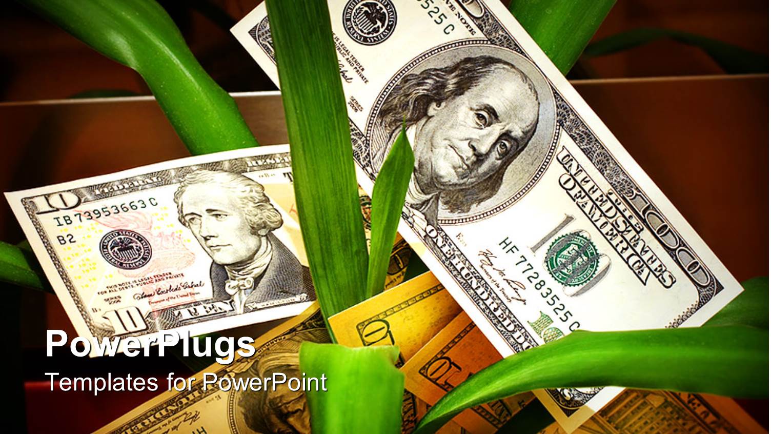 Dollar Bills in the Midst of Long Green Plant Shoots
