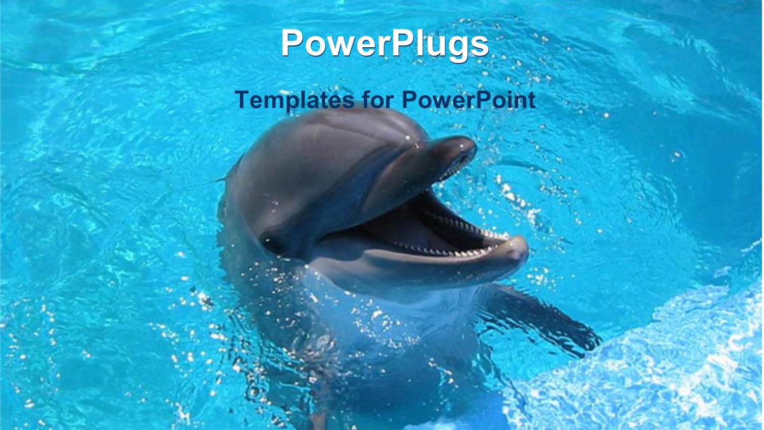 Dolphin with Mouth Wide Open in Blue Water