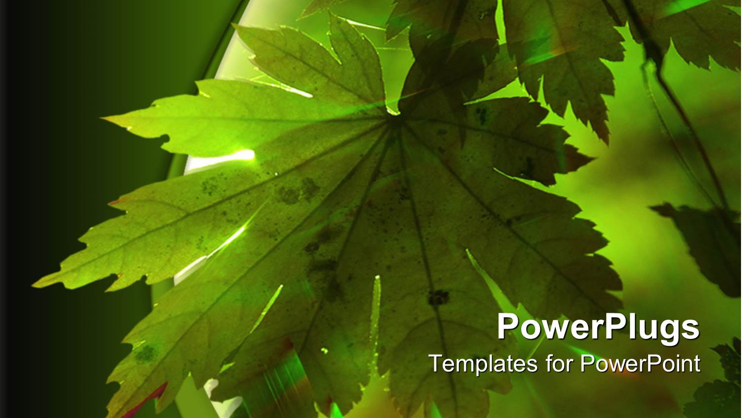 Doted Green Maple Leaf Receives Sun Rays