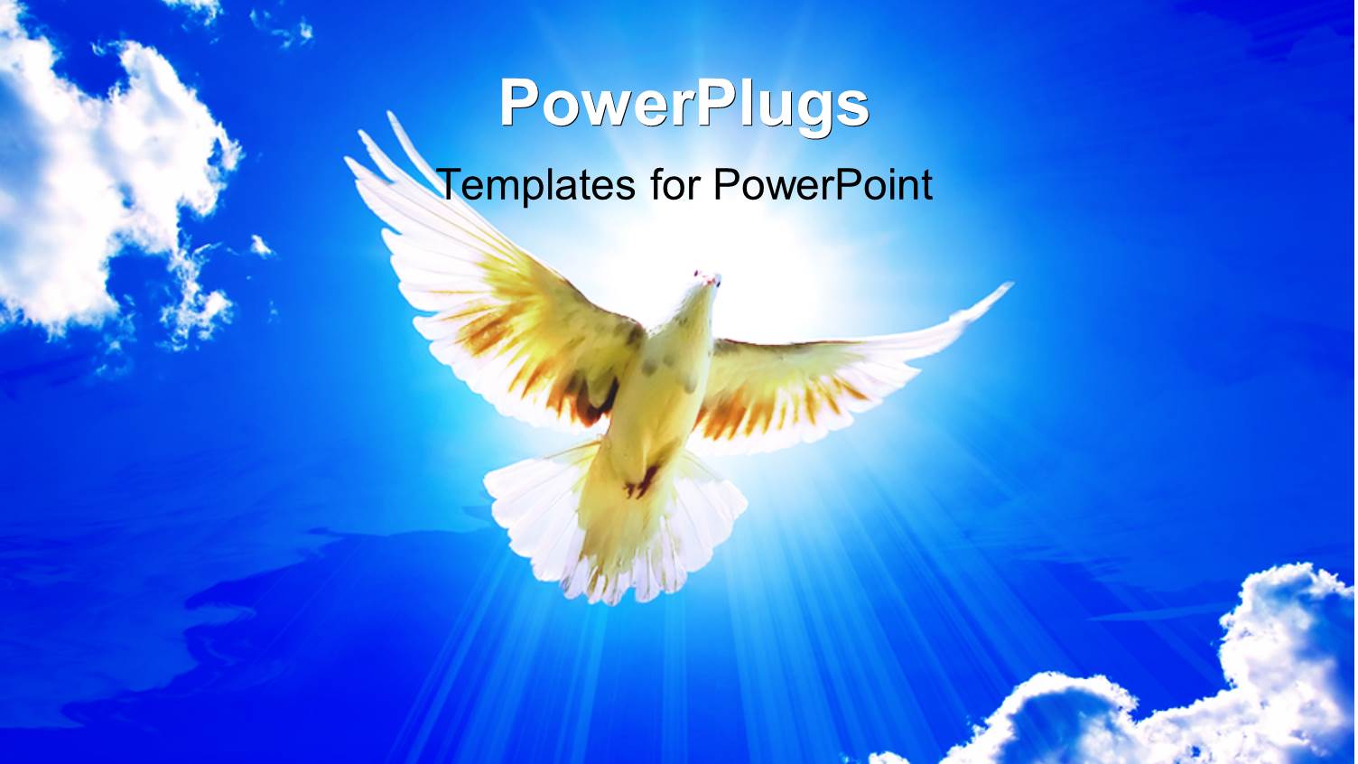 Dove in the Air with Wings Wide Open with Beautiful Glowing Sky