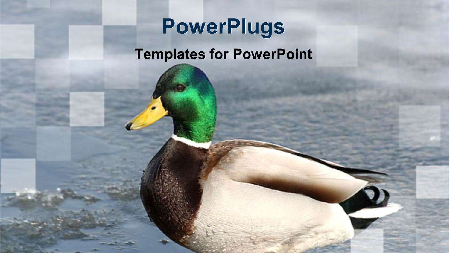 a Duck with Lake in the Background