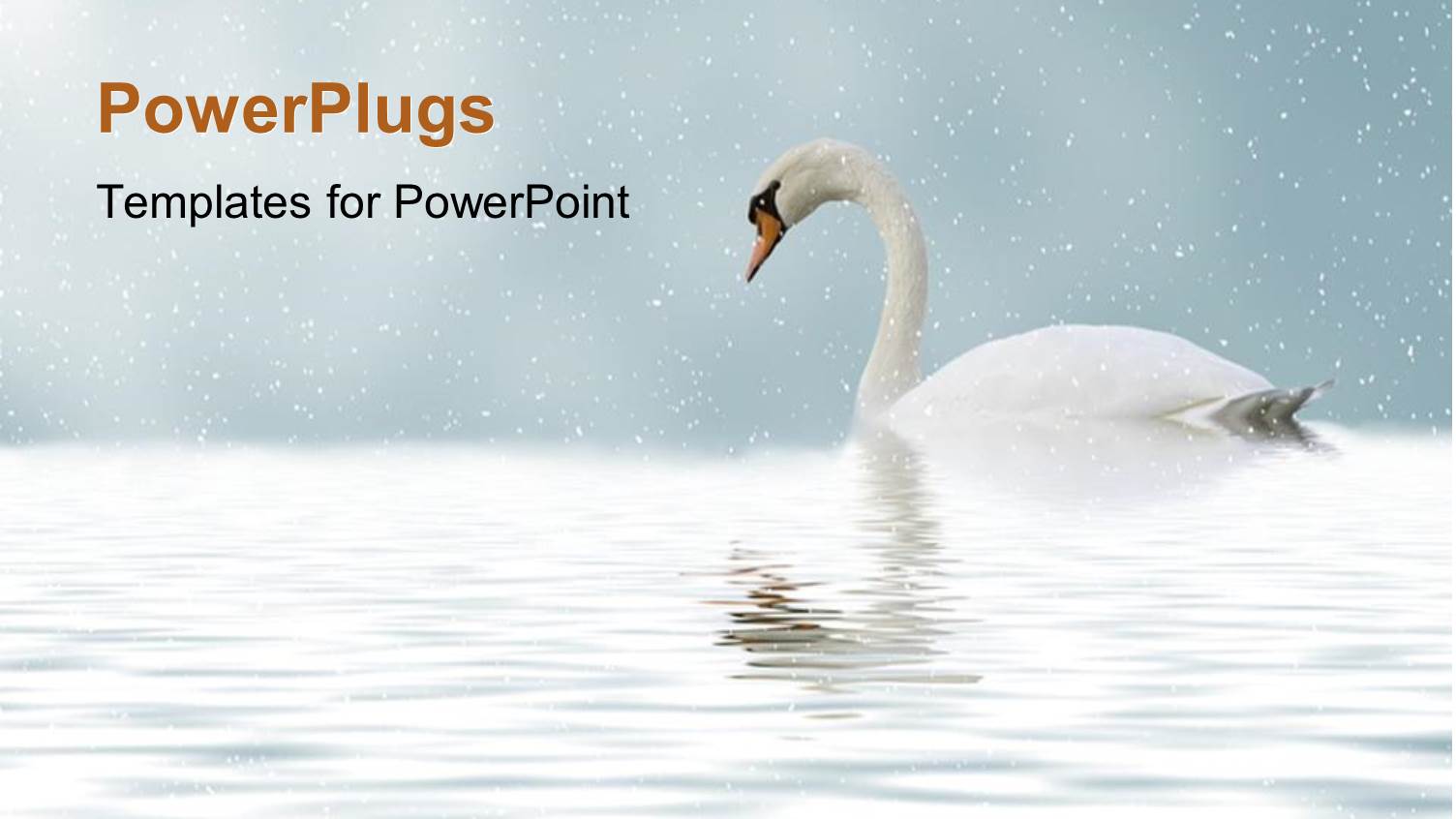 a Duck in the Lake with Blurr Background