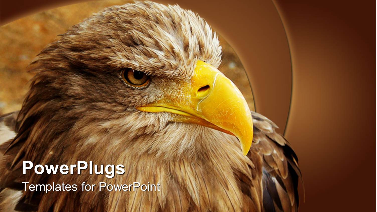 Eagle with Yellow Beak Close Up in Brown Background