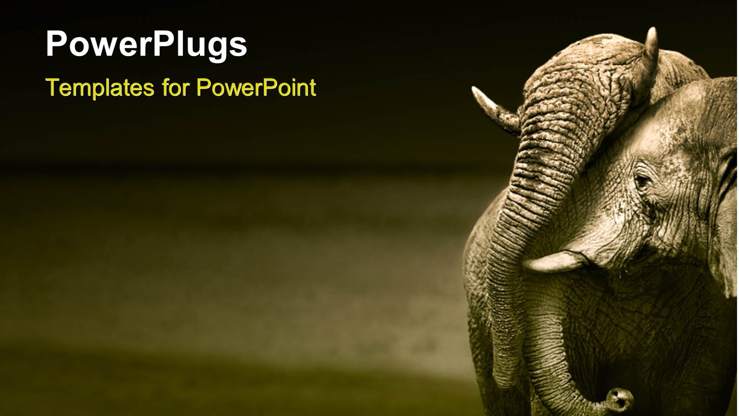 an Elephant with a Grayish Background