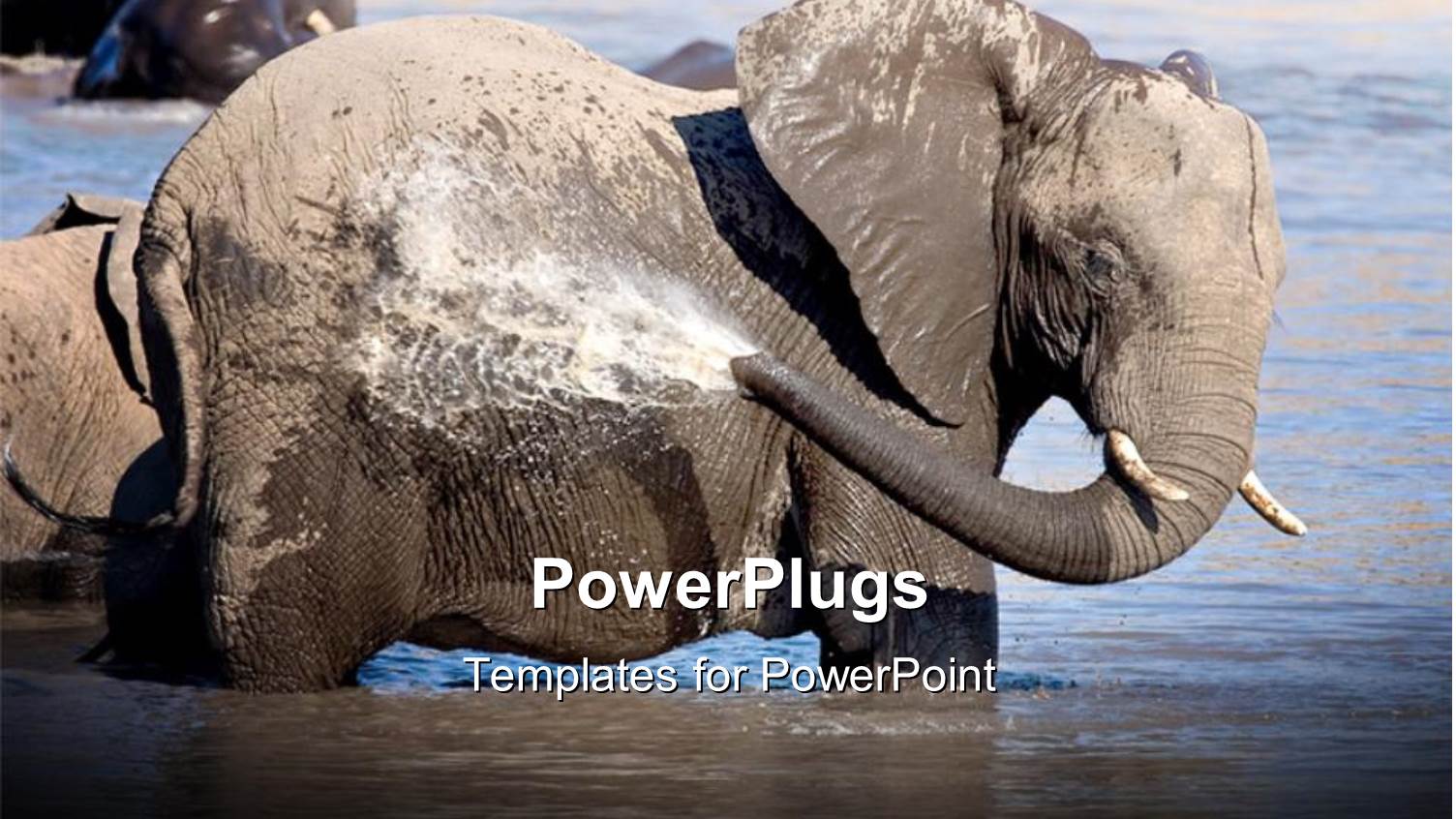 an Elephant Washing Himself with Water from the Lake