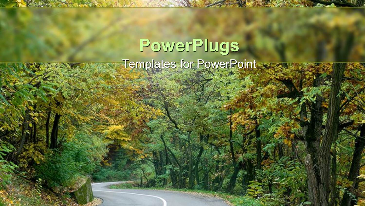 Empty Rural Road Curving Through Woodland Forest