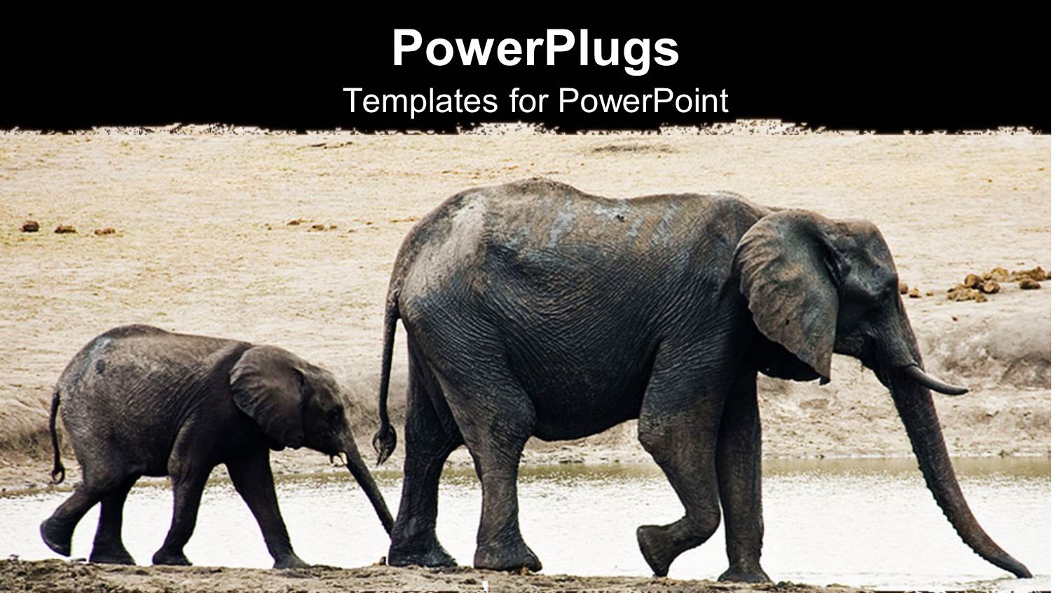 Family of Elephants Drinking Water from Stream