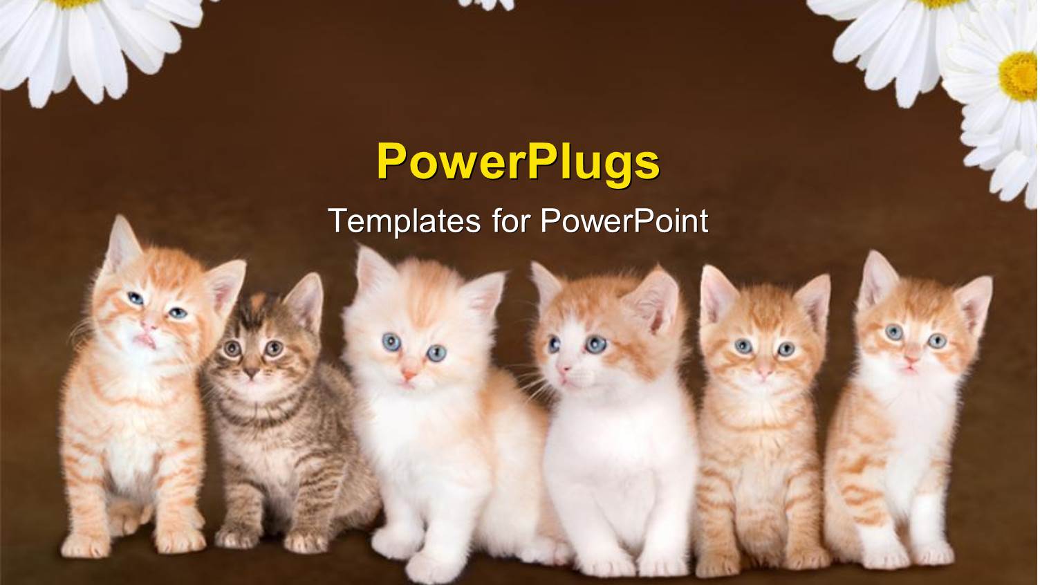 Family of Six Cute Kittens Over Red Background 