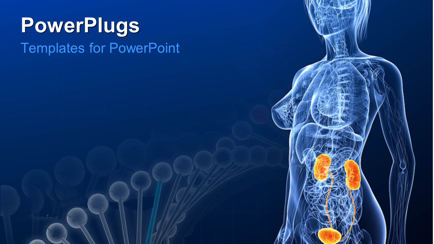 Female Anatomy with Highlighted Urinary System with DNA Structure in Background