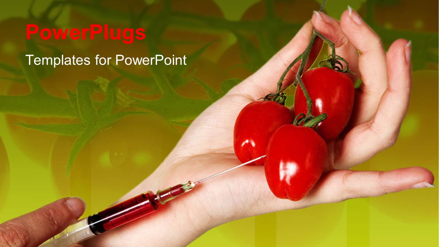 Female Hands Injecting Fluid into small Tomatoes