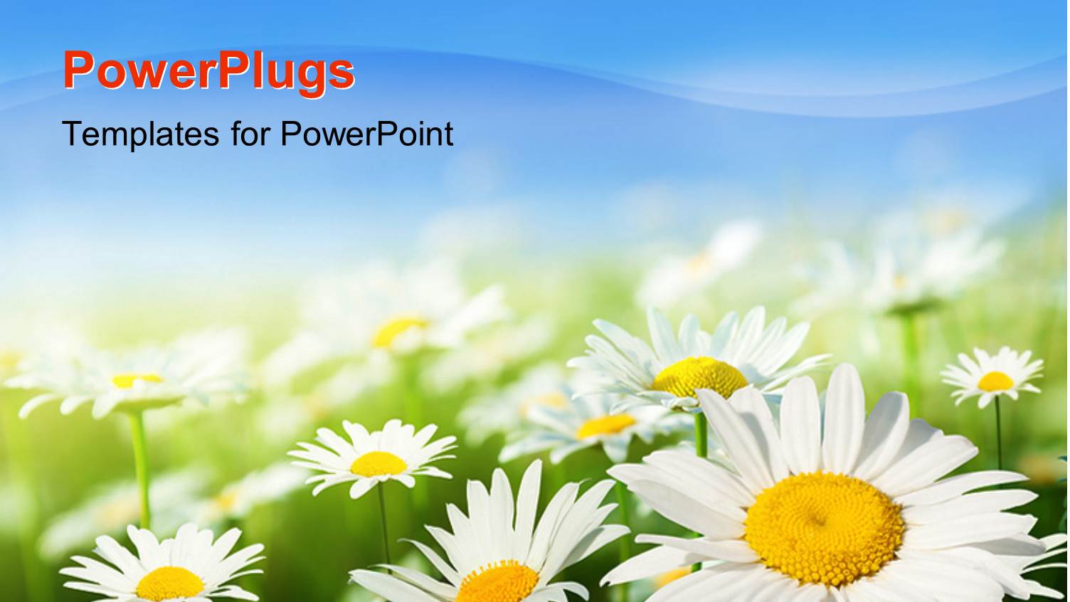 Field of Daisies with Clear Blue Sky