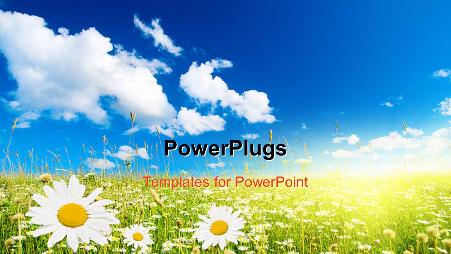 Field of Daisies and Perfect Sky