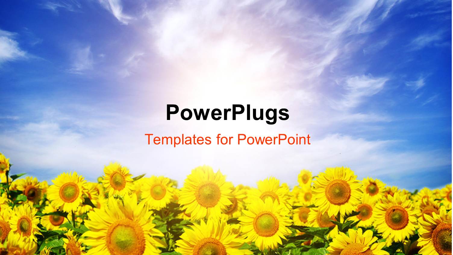 a Field of Sunflowers with Sky in the Background