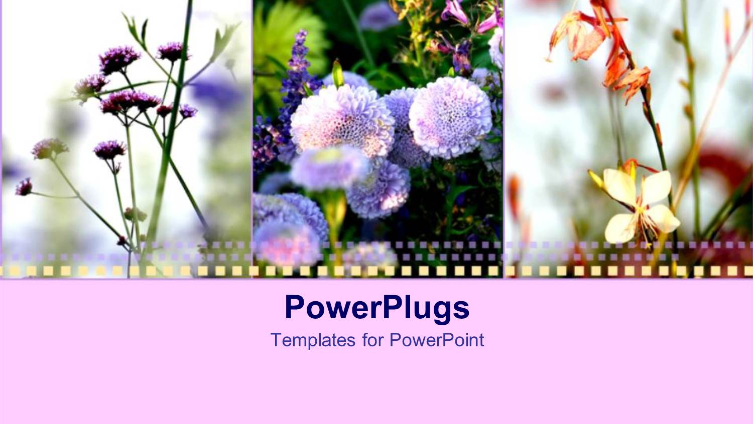 Film Strip of Different Flowers Over Light Pink Surface