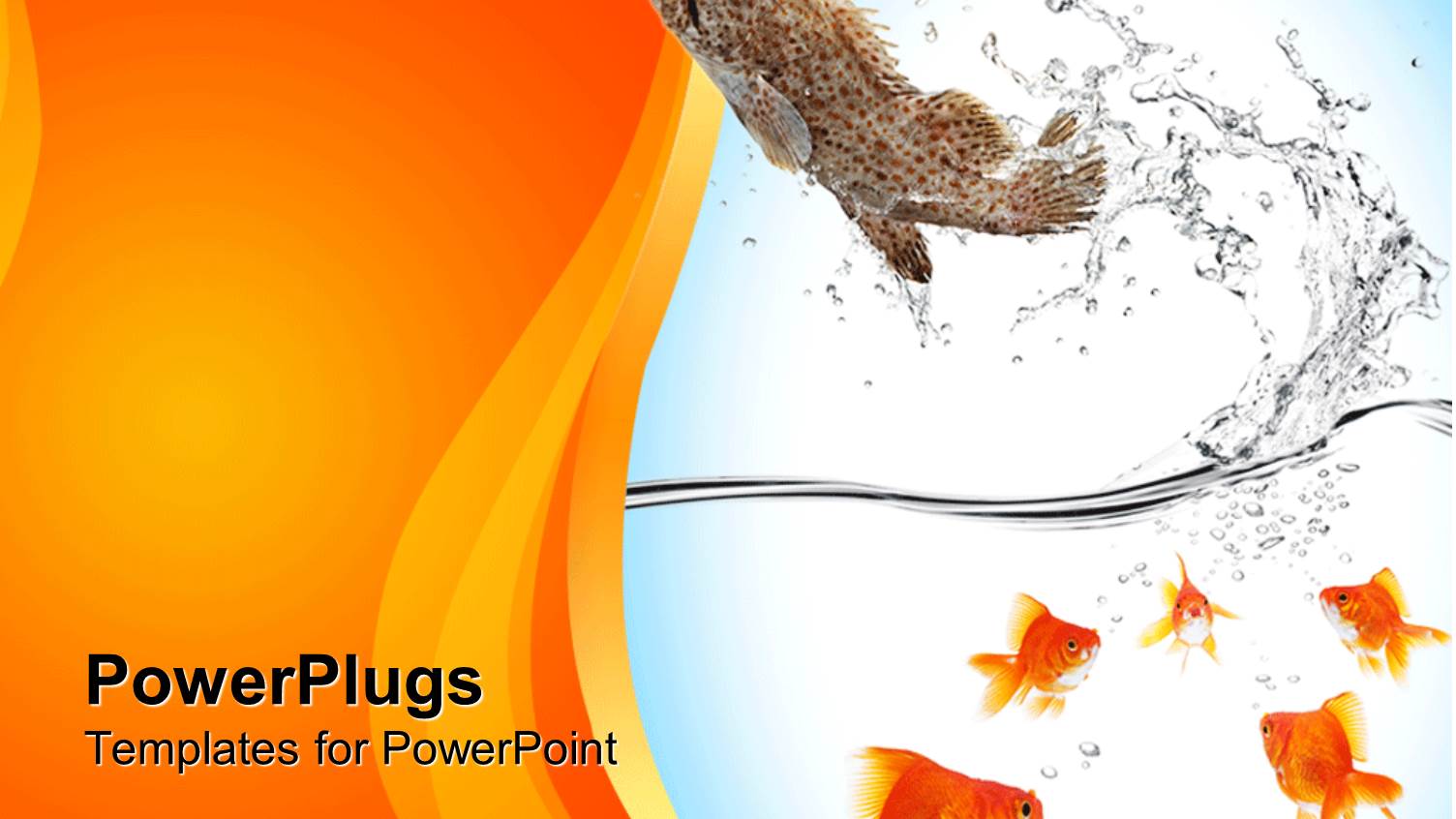 Fish Jumping Out of Water to Escape from Five Goldfish in Water