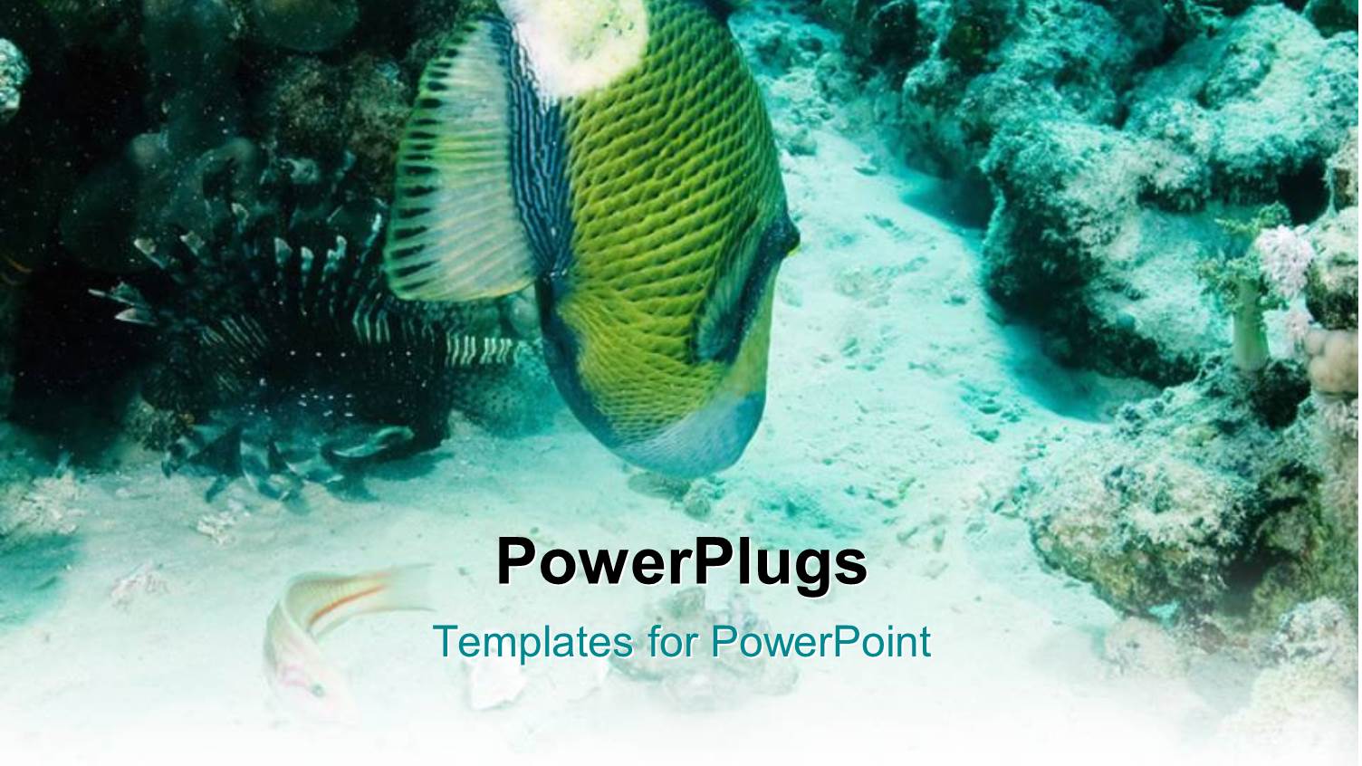 a Fish in the Water with a Lot of Coral Reefs