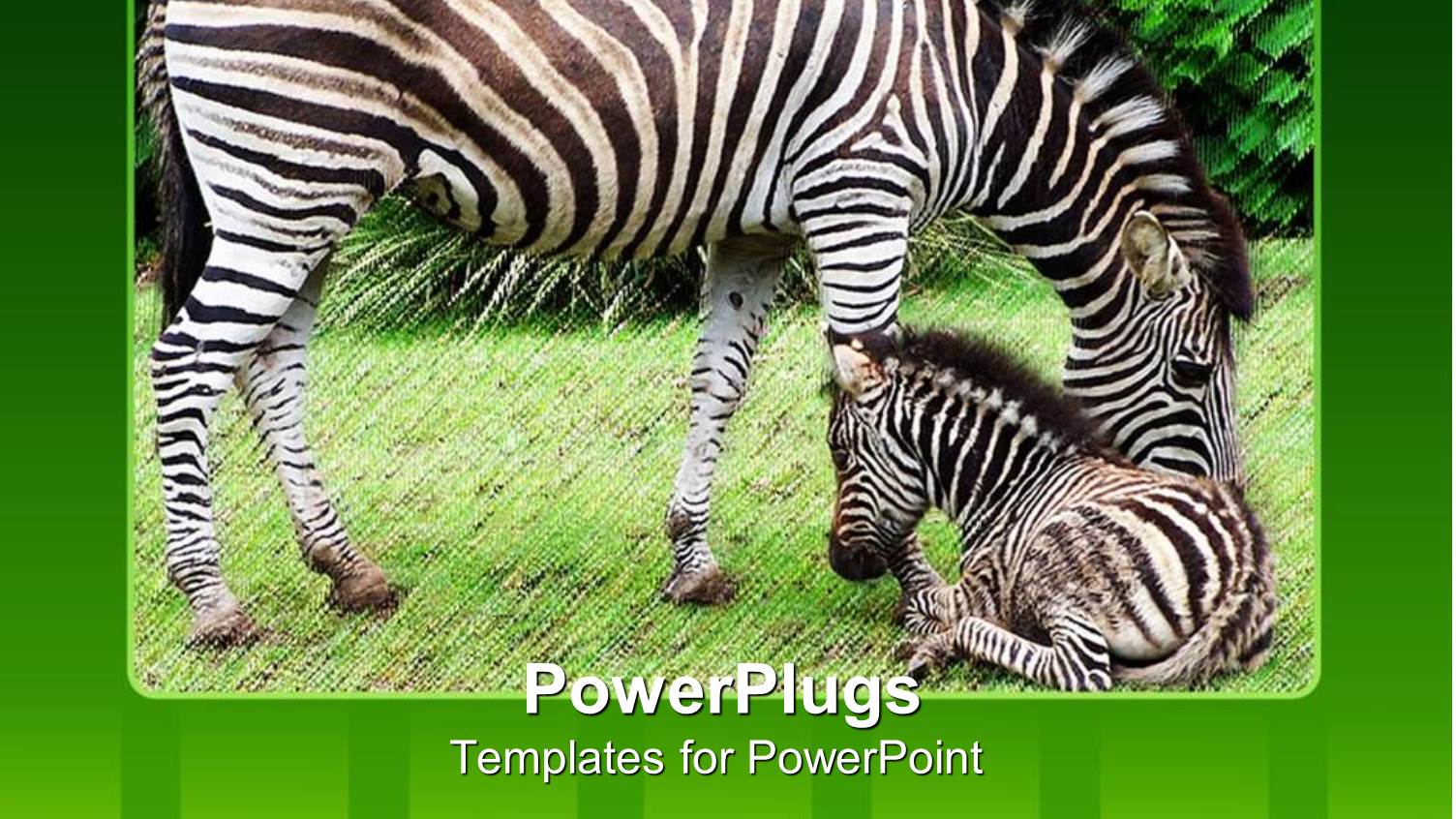 Five Bullet Points with Two Zebras in  the Background