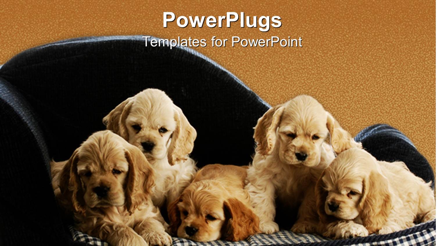 Five Puppies little Dogs Sitting on a Square Pattern Mattress Black Couch