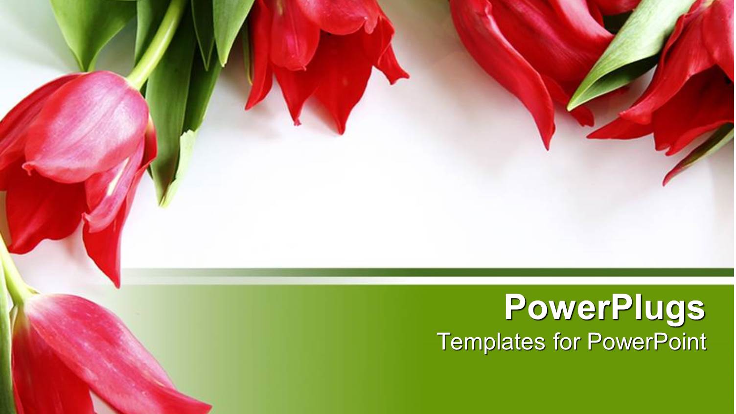 Five Red Tulips with Green Leaves on White and Green Background