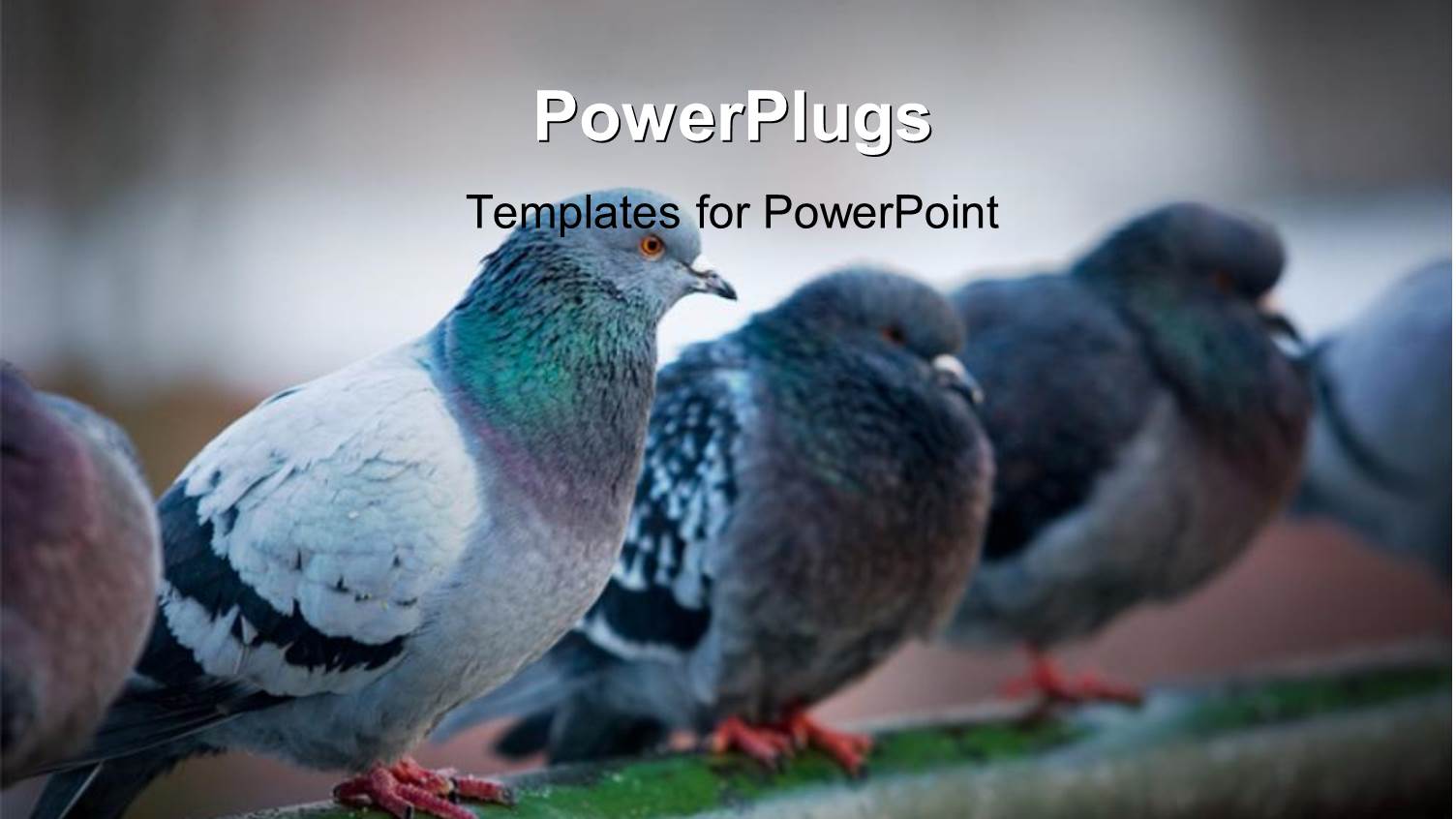 Flock of Urban Pigeons on Bridge Railings