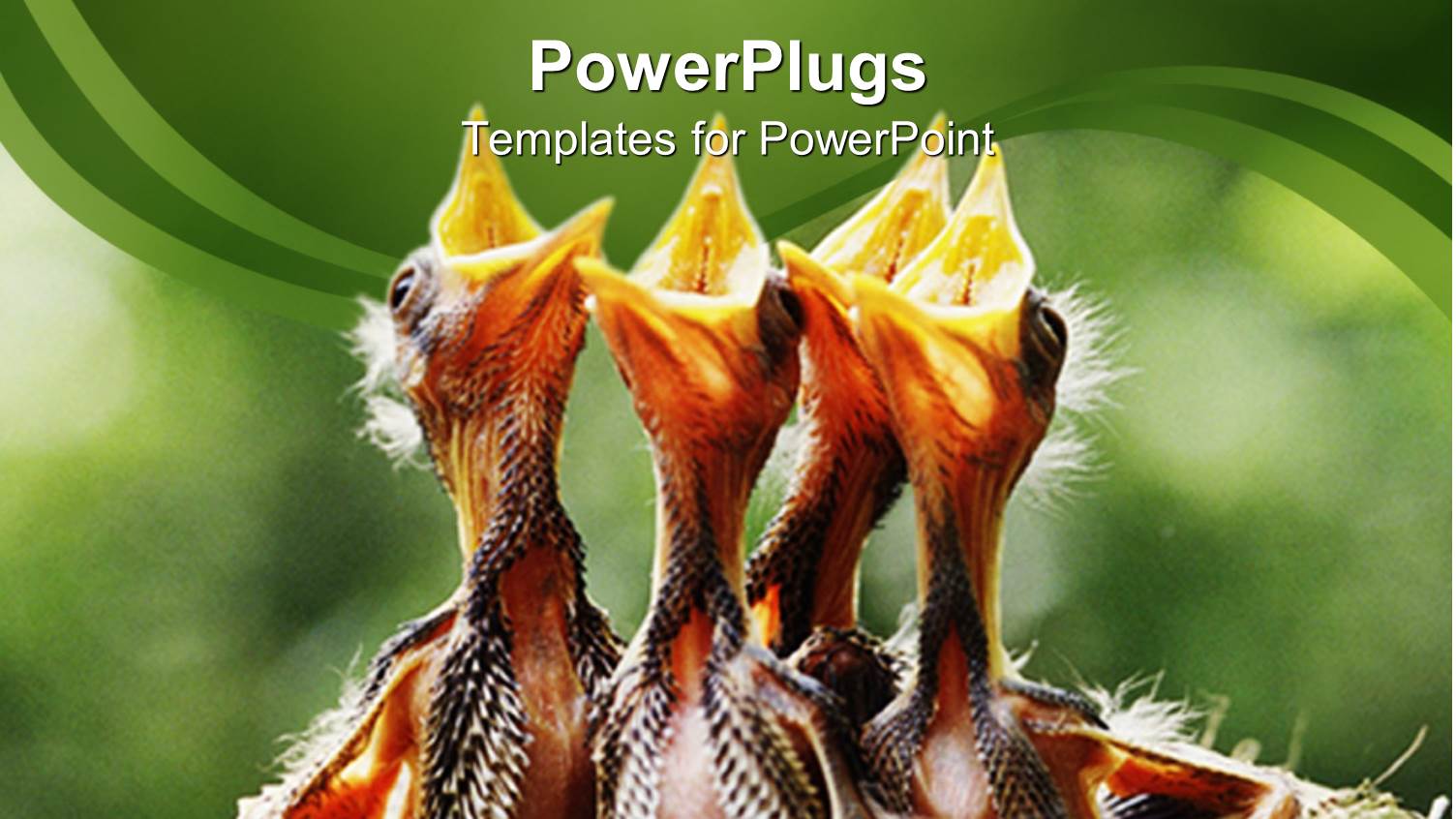 a Flock of Wild Birds Waiting for their Mother to Feed them