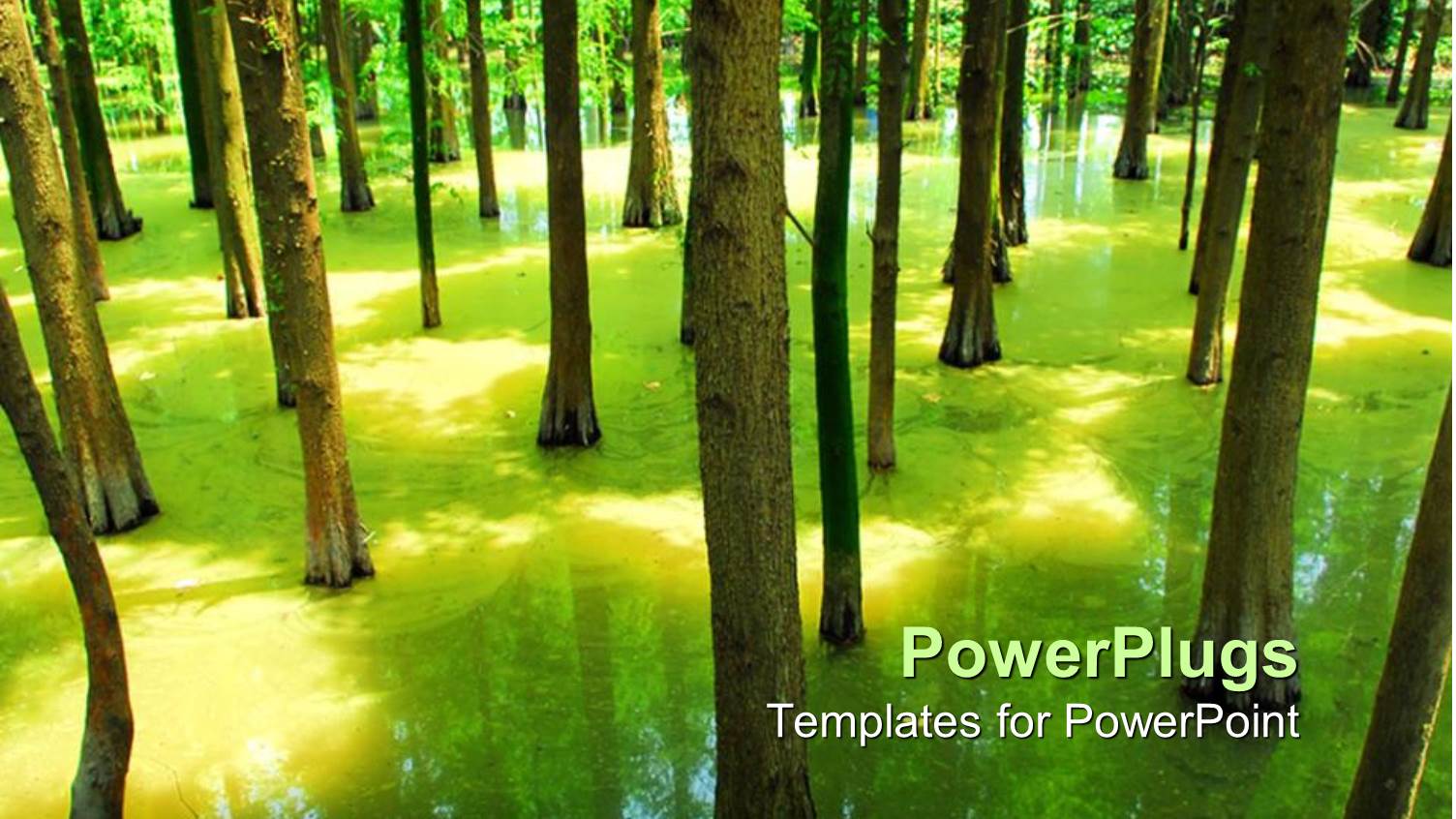 Flooded Forest with Green Trees with Trees Shadow in Water