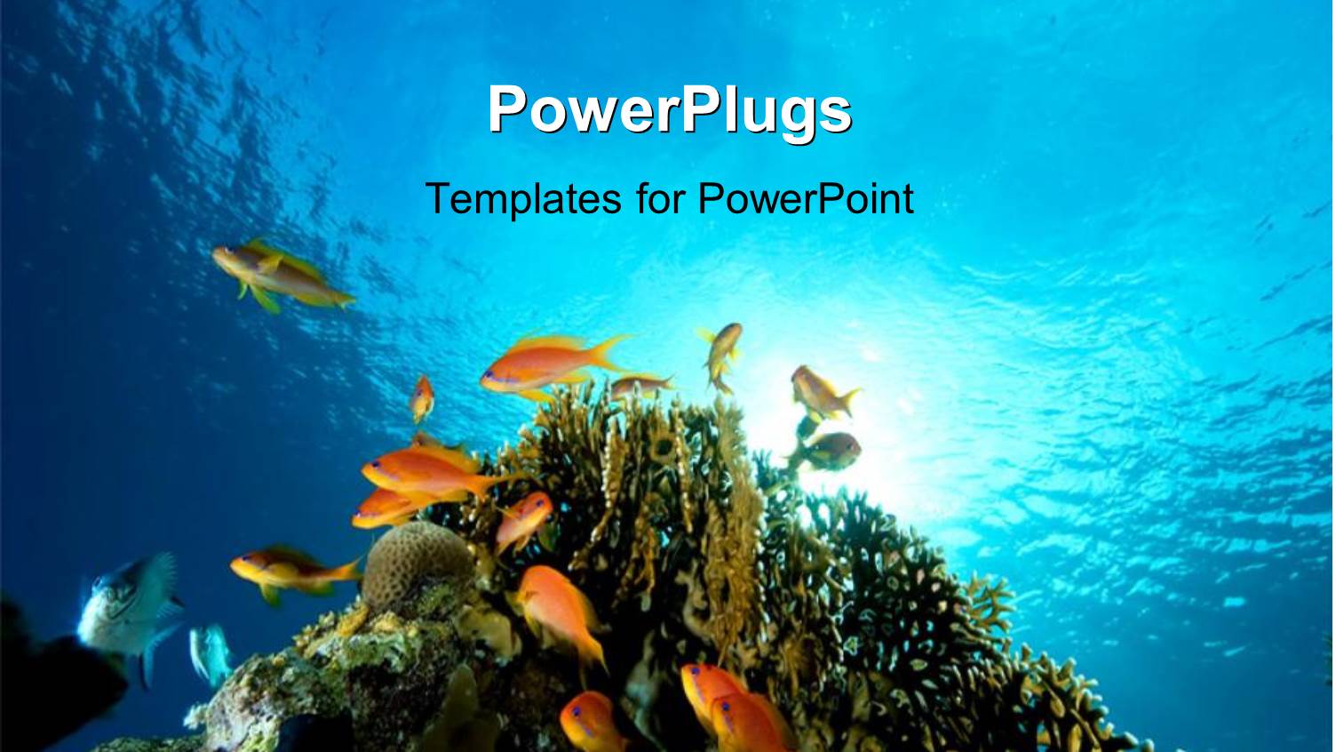 Floor Bed of Red Sea with Coral and Fish Swimming