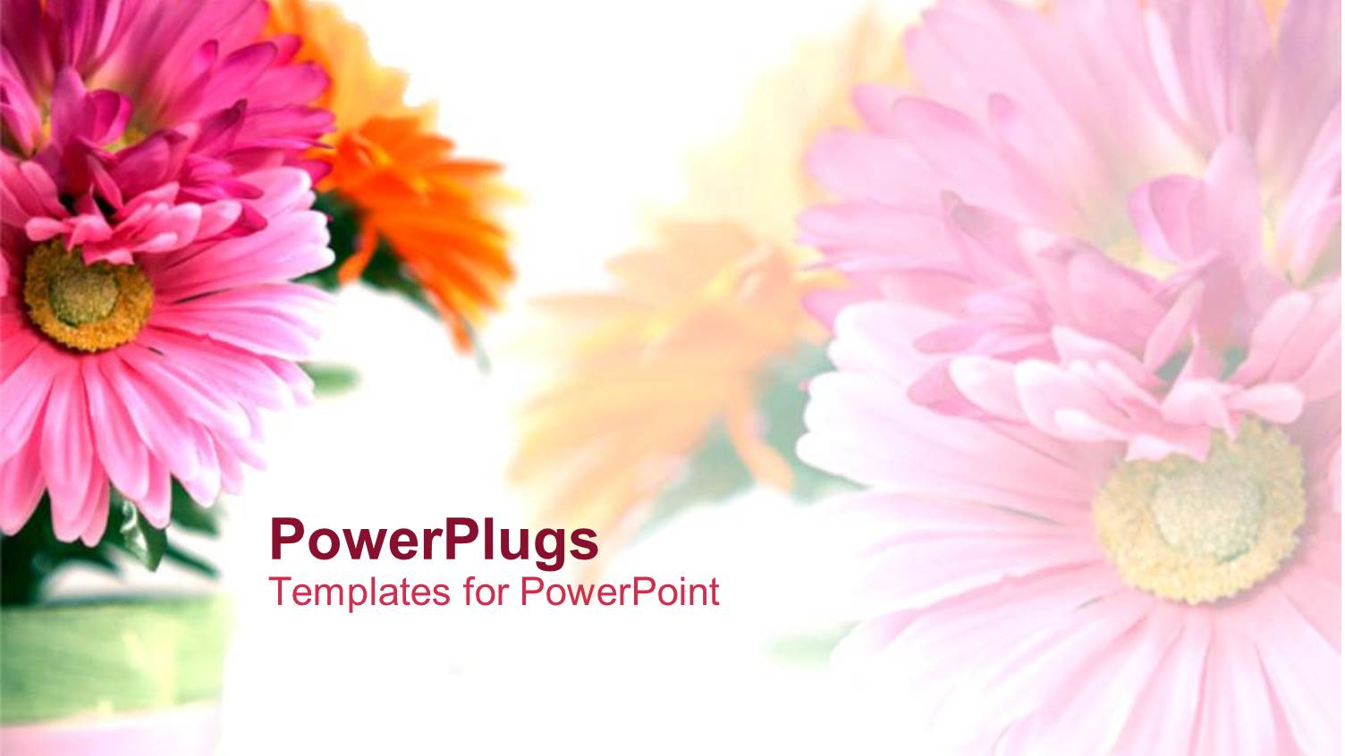 Floral Theme Showing Bouquet of Pink and Orange Carnations on White Background