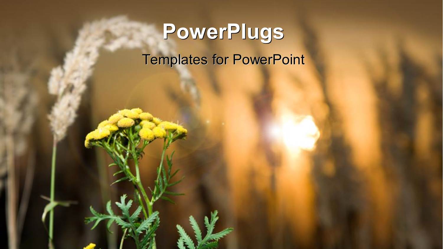 a Flower with Crop in the Background