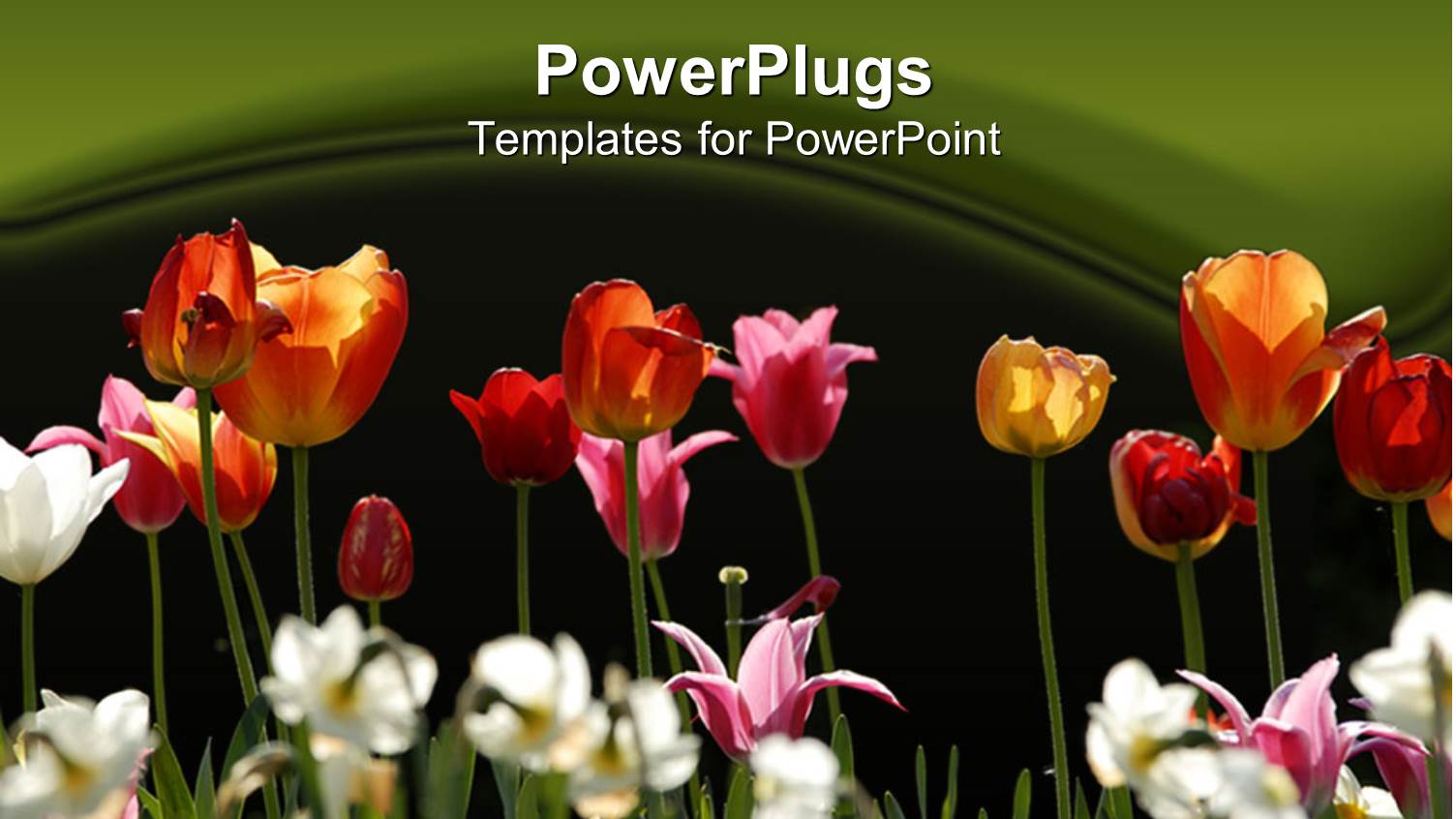 a Flower Garden with Green Background