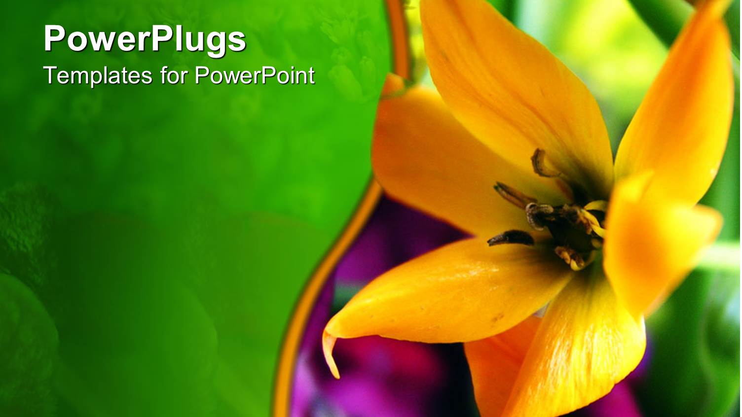 a Flower with Greenery in the Background