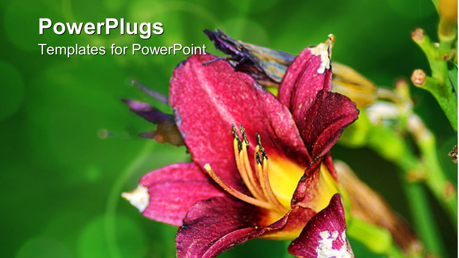 a Flower with Greenery in the Background