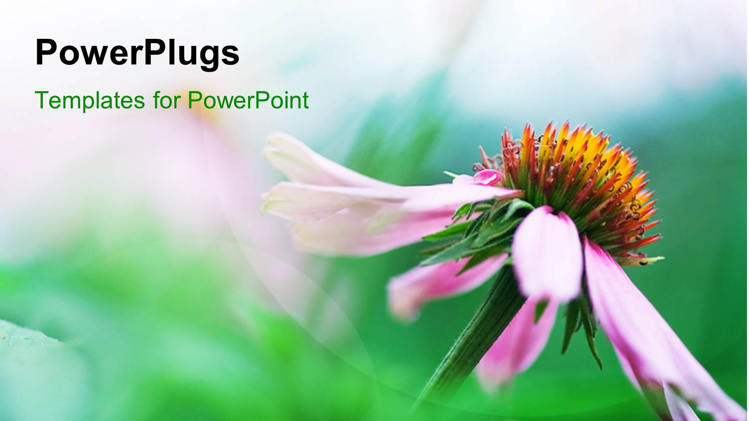 a Flower with Greenish Background and Place for Text