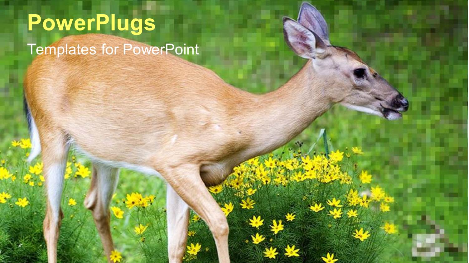 Flowery Garden with Cute Whitetail Doe Walking Through