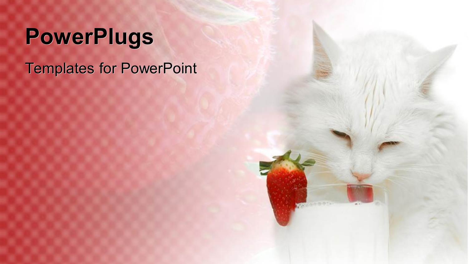 Fluffy White Cat Drinking Milk Out of Glass with Strawberry