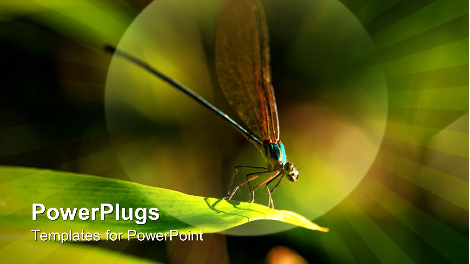 Fly with Wings Up Close Up on Top of Green Leaf