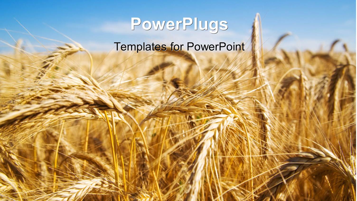 Focus on Wheat Ears in Wheat Field with Sky in the Background