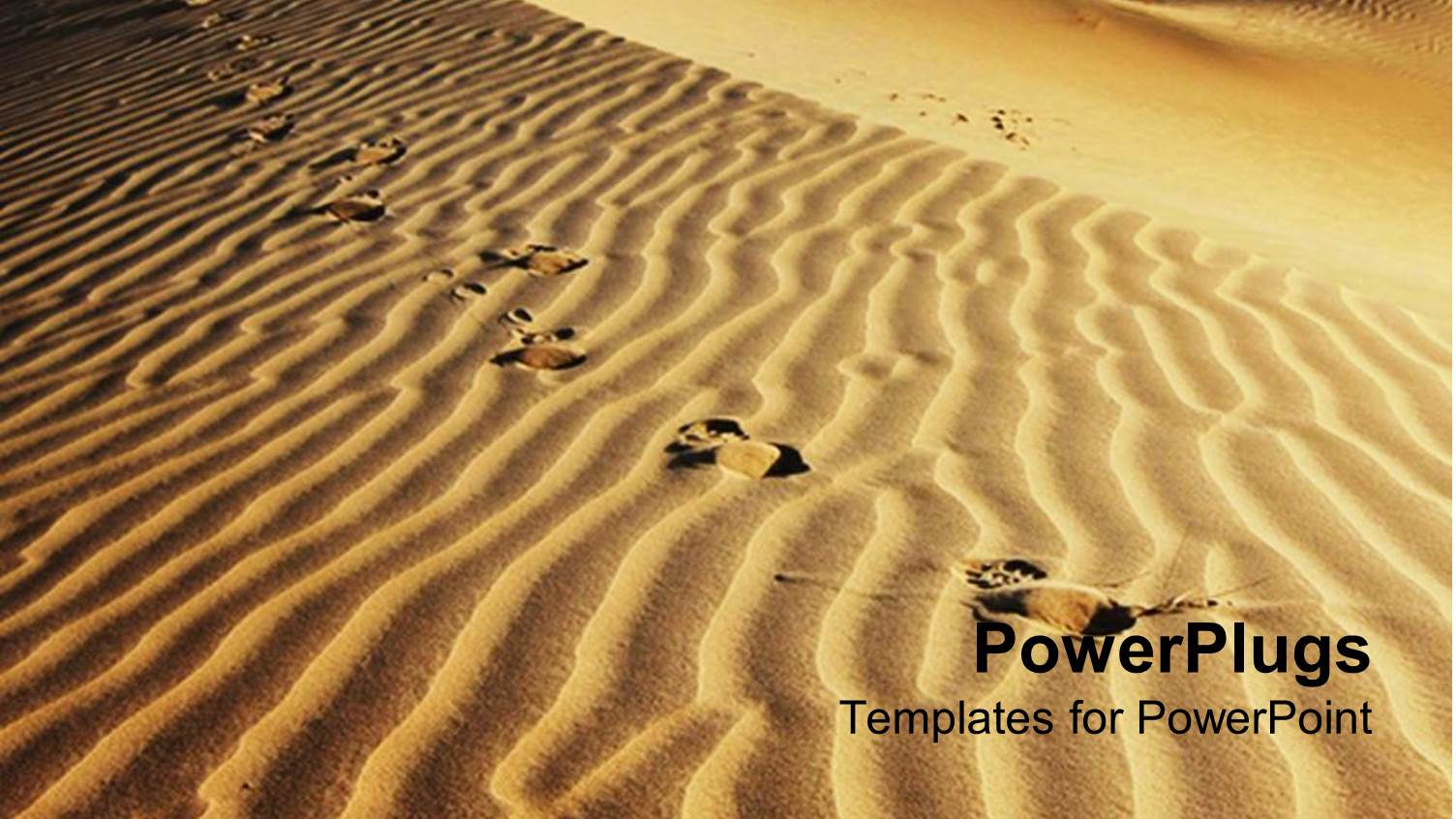 Footsteps on Sand Dunes, Animal Footprints on Sand Dunes