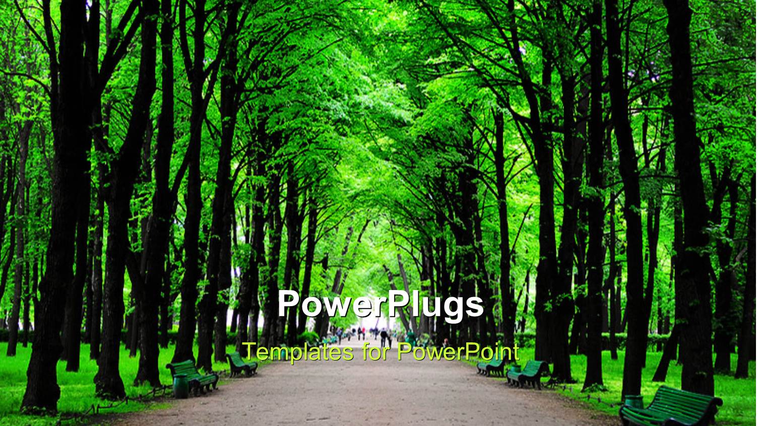 Forest with huge Green Trees and Benches
